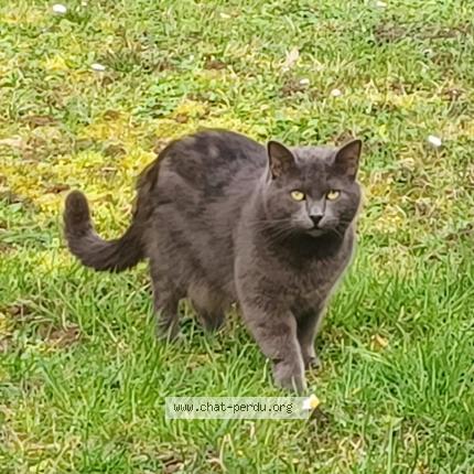 Photo 2/2 A&Iuml;NA Chat lost in Coulommiers 77
