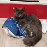 Picture of cat lost at Toulouse