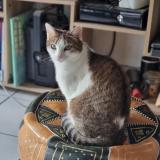 Picture of cat lost at Bordeaux