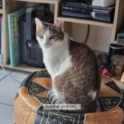 Photo 1/1 Soja Chat lost in Bordeaux