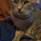 Picture of cat lost at Fresse