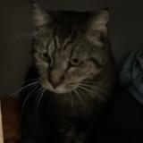 Picture of cat lost at Le Soler