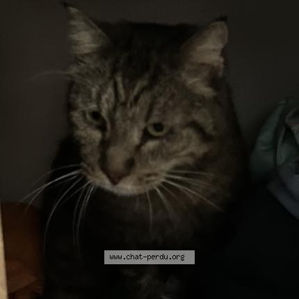 Photo 1/1 Andy Chat lost in Le soler