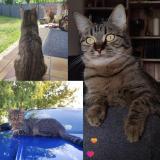 Picture of cat lost at La Garde Adhemar