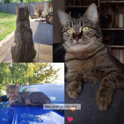 Photo 1/1 Tartine Chat lost in La garde adhemar