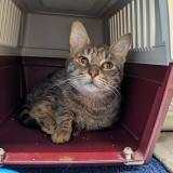 Picture of cat found at Aytre