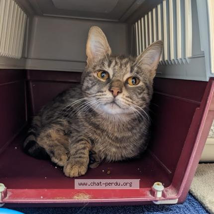 Photo 1/1 Found cat Found in Aytre