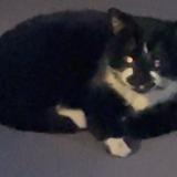 Picture of cat found at Saint Ouen L Aumone