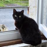 Picture of cat lost at Nieulle Sur Seudre