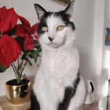 Picture of cat lost at La Seyne Sur Mer