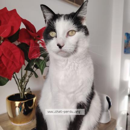 Photo 1/1 Lili Chat lost in La seyne sur mer