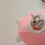 Picture of cat lost at Vauvillers