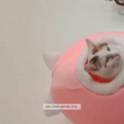 Photo 1/1 Bianca Chat lost in Vauvillers