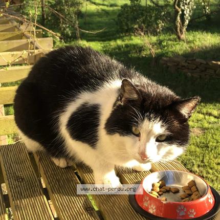 Photo 1/1 Found cat Found in Oree d anjou