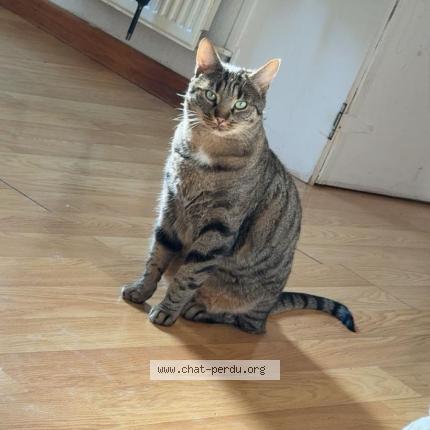 Photo 1/1 Doudou Chat lost in Nantua