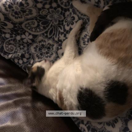 Photo 1/1 Found cat Found in La talaudiere