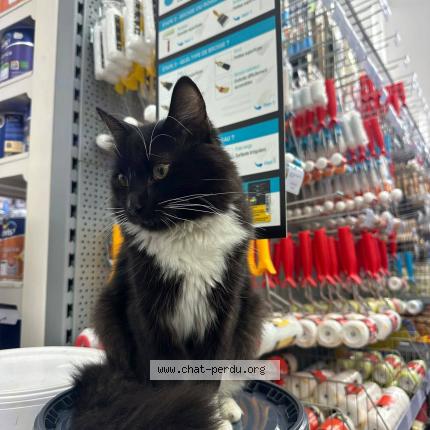 Photo 1/1 Simba Chat lost in Bruxelles