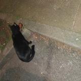 Picture of cat found at Tourcoing