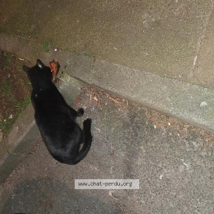 Photo 1/3 Found cat Found in Tourcoing