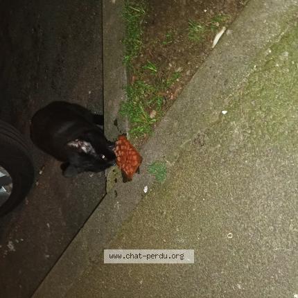 Photo 2/3 Found cat Found in Tourcoing