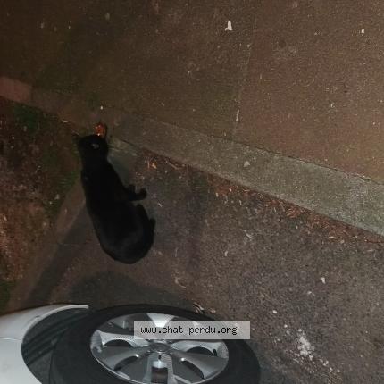 Photo 3/3 Found cat Found in Tourcoing