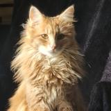 Picture of cat lost at Moncoutant