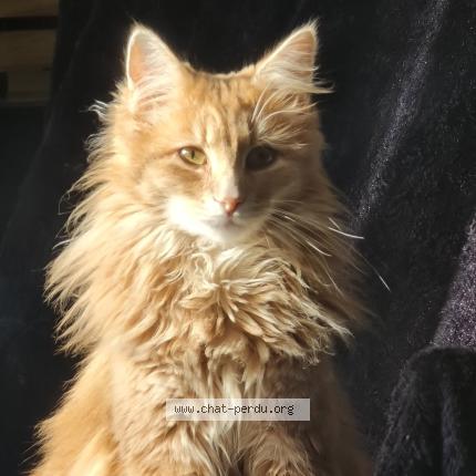 Photo 1/1 Aston Chat lost in Moncoutant