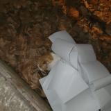 Picture of cat found at Maison Alfort