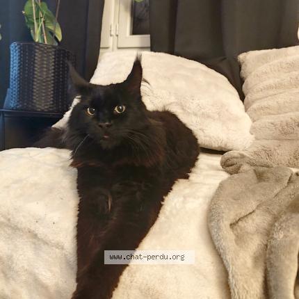 Photo 1/1 Mufasa Chat lost in Pitres