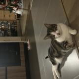 Picture of cat lost at Sathonay Camp