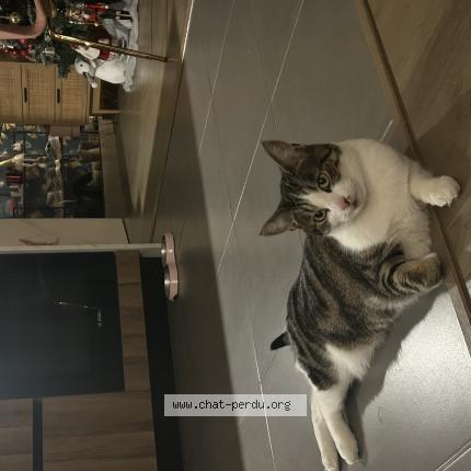 Photo 1/1 Vinyle Chat lost in Sathonay camp