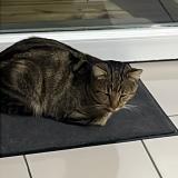 Picture of cat lost at Wannehain