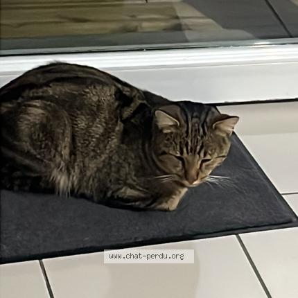 Photo 1/1 Vador Chat lost in Wannehain