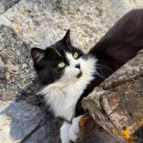 Picture of cat lost at Mauroux