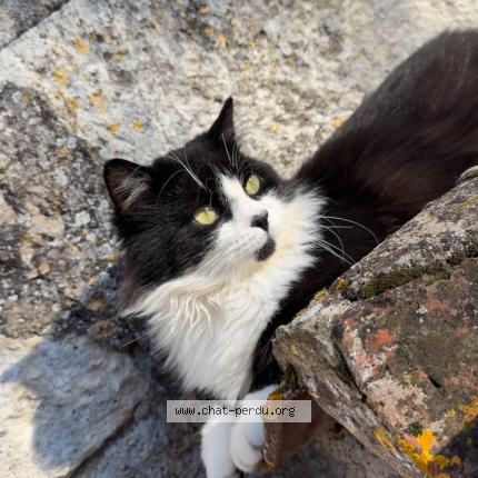 Photo 1/1 Ratatouille Chat lost in Mauroux