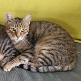 Picture of cat lost at Charnay Les Macon