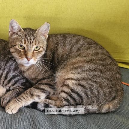 Photo 1/1 BLONDIN Chat lost in Charnay les macon