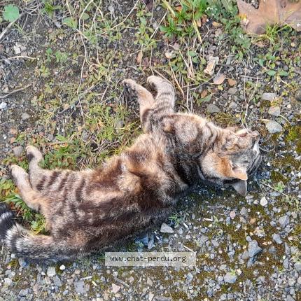 Photo 1/1 Found cat Found in Saumur