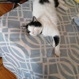 Picture of cat lost at Coronado