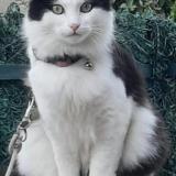 Picture of cat lost at Gastins