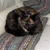 Picture of cat lost at Livron Sur Drome