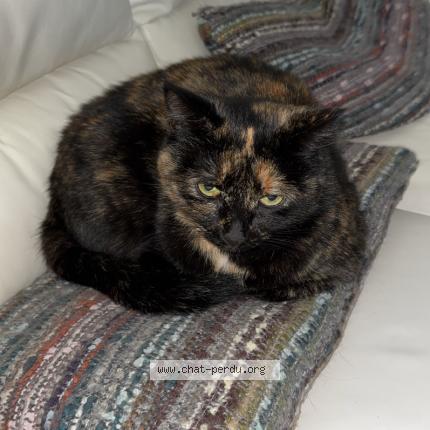 Photo 1/1 Paloma dit « Mimi » Chat lost in Livron sur drome