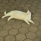 Picture of cat found at Wittingen