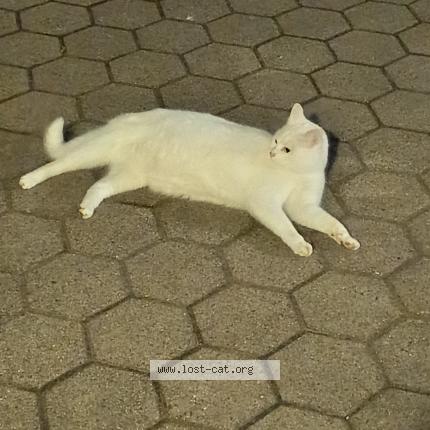 Photo 1/1 Found cat Found in Wittingen