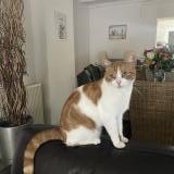 Picture of cat lost at Givenchy En Gohelle