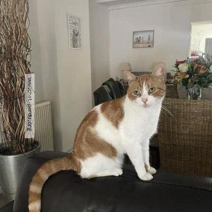 Photo 1/1 Marius Chat lost in Givenchy en gohelle