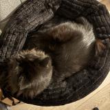 Picture of cat lost at Vieille Toulouse