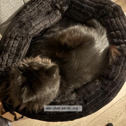 Photo 1/1 Blackie Chat lost in Vieille toulouse