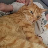 Picture of cat lost at Cuzieu