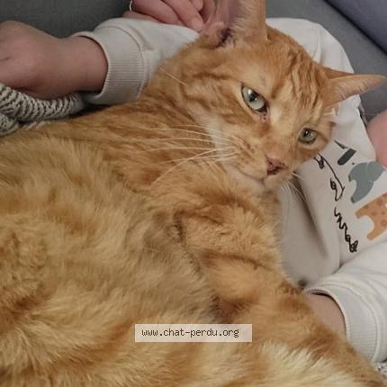 Photo 1/1 Simba Chat lost in Cuzieu